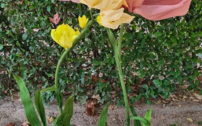Jo Malone inunda de flores el Jardín Botánico