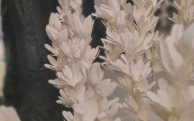 La suite de Marc Antoine Barroise en Cannes